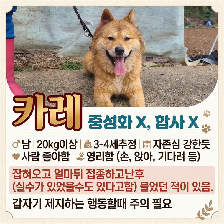 카레